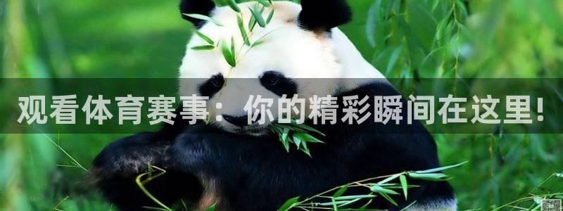 熊猫直播平台官网：观看体育赛事：你的精彩瞬间在这里!